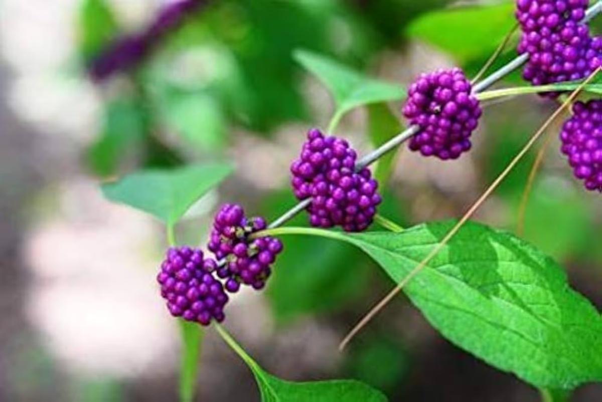 Ayurvedic uses of Priyangu
