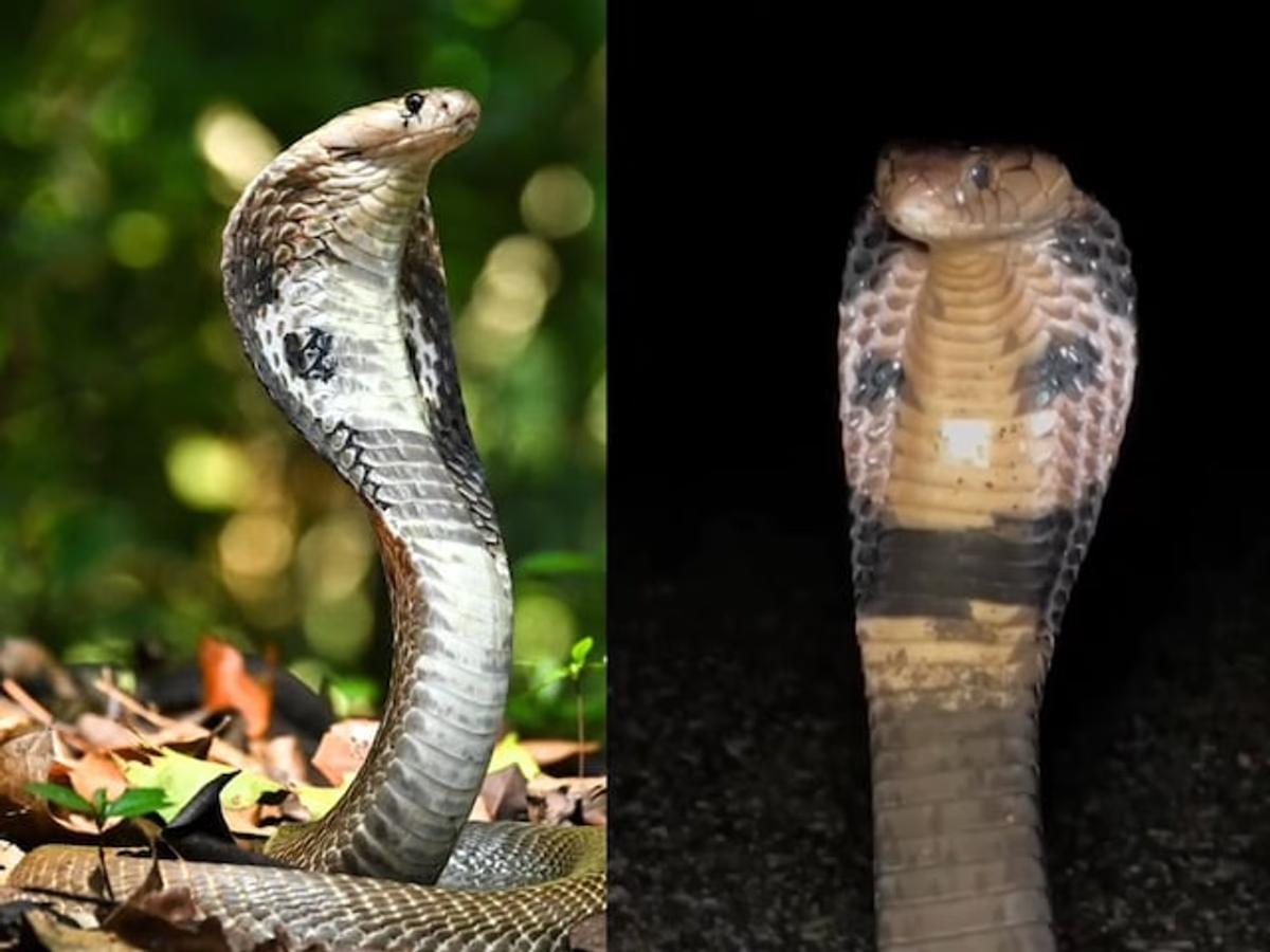 Indian cobra