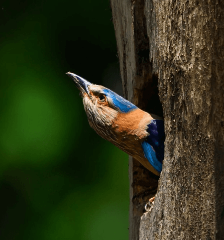 सावन विशेष: नीलकंठ पक्षी का महादेव से है संबंध, दर्शन से मिलता है अक्षुण्ण फल