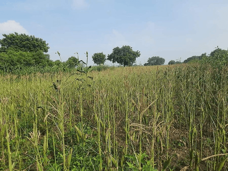 तमिलनाडु : वेप्पंथट्टई में लगातार बारिश से मक्के की फसल बर्बाद, किसानों ने की मुआवजे की मांग