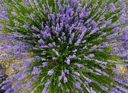 घर को रखें कीटमुक्त, ये पौधे रखेंगे मच्छर और मक्खियां दूर