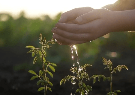 कृषि वानिकी में कारोबार को आसान बनाने के लिए केंद्र लाएगा नया नियम, प्रारूप पर मांगे सुझाव