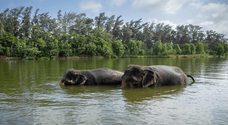 वंतारा में 'हाथियों की अवैध कैद' की जांच को लेकर सुप्रीम कोर्ट में सोमवार को सुनवाई