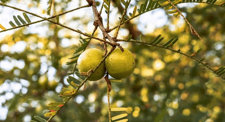 नौतपा में बेहद शुभ माने जाते हैं ये पौधें, लाते हैं सुख-समृद्धि