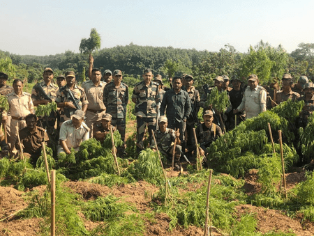 त्रिपुरा: बीएसएफ ने 3 करोड़ रुपए की ड्रग्स बरामद की, 3 लाख गांजे के पौधे उखाड़े