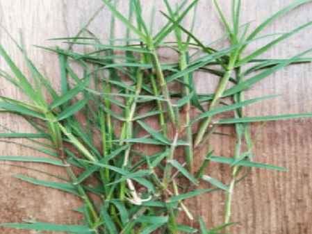 चैत्र नवरात्र में पूजा पाठ के साथ औषधीय गुणों से भरपूर है दूब घास; जानें उपयोग के लाभ