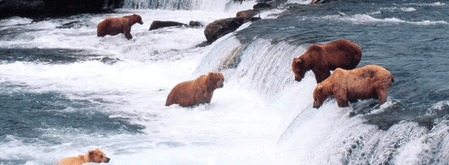 भूरे भालुओं की बढ़ती आबादी पर अंकुश लगाने के लिए स्लोवेनियाई लोगों ने सरकार से किया अनुरोध