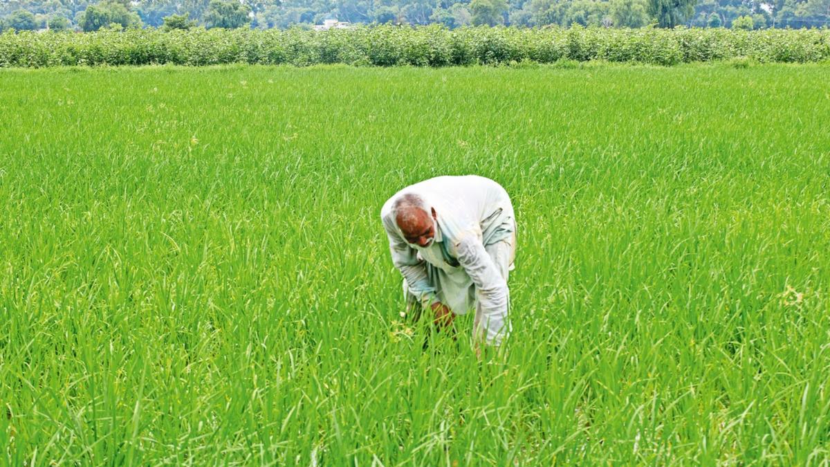 Vikasit Krishi Sankalp Abhiyan