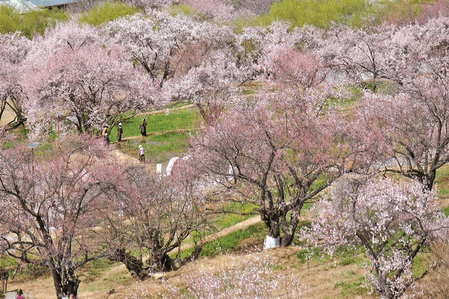 23वां न्यिंग-ची आड़ू फूल पर्यटन-संस्कृति महोत्सव 3 अप्रैल को शुरू होगा