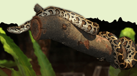 भारतीय रॉक पाइथन : जहर नहीं, ताकत है जिसकी पहचान, विशालकाय शरीर के दम पर लेता है शिकार की जान