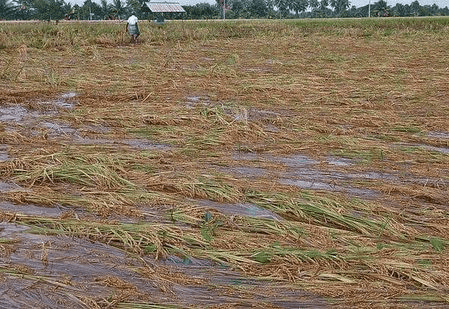 तमिलनाडु में चक्रवात से बर्बाद फसलों के सर्वे में देरी ने किसानों की चिंता बढ़ाई