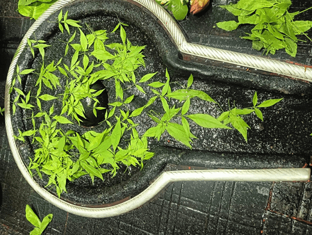 कुंवारी कन्याएं और सुहागिन महिलाएं रखें मासिक शिवरात्रि व्रत! लाभ के लिए जानें सही पूजा विधि