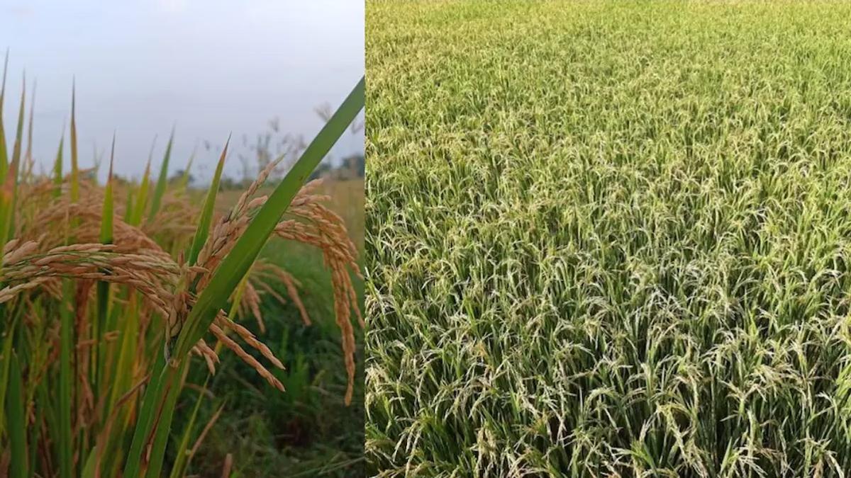 rice production in India