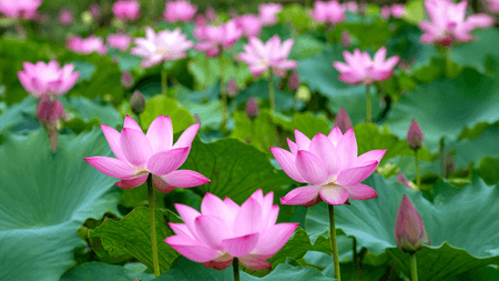 जितना खूबसूरत, उतना ही कमाल है कमल, सेवन से मिलते हैं अनगिनत लाभ