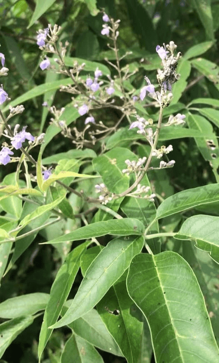 साइटिका हो या स्लिप डिस्क, हर दर्द की दवा है छोटी सी बूटी निर्गुंडी