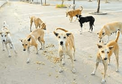 सीजेआई के सामने फिर उठा आवारा कुत्तों का मुद्दा, वकील बोले- आदेश सार्वजनिक नहीं, हो रही कार्रवाई