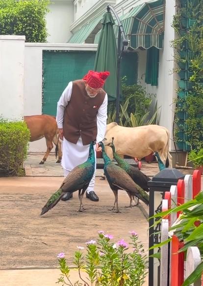 गाय