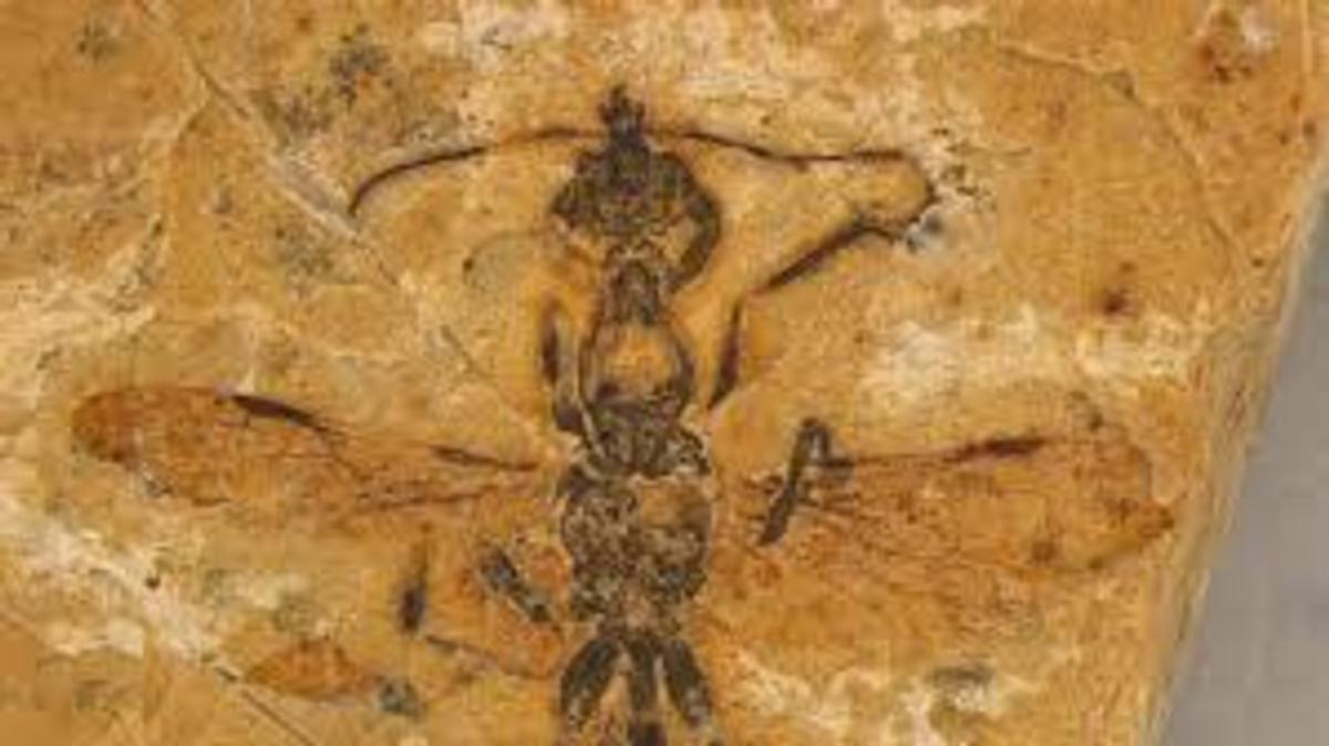 ancient ant