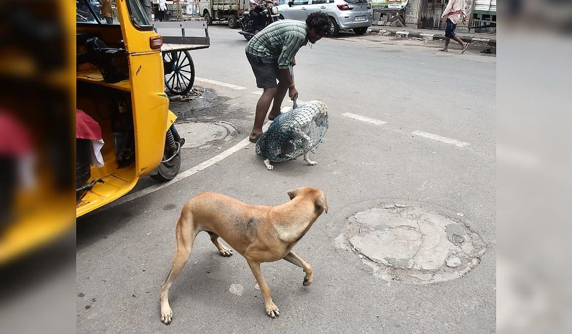 तमिलनाडु: तीन वर्ष के बच्चे पर हमले के बाद लावारिस कुत्तों का वैक्सीनेशन और नसबंदी अभियान तेज