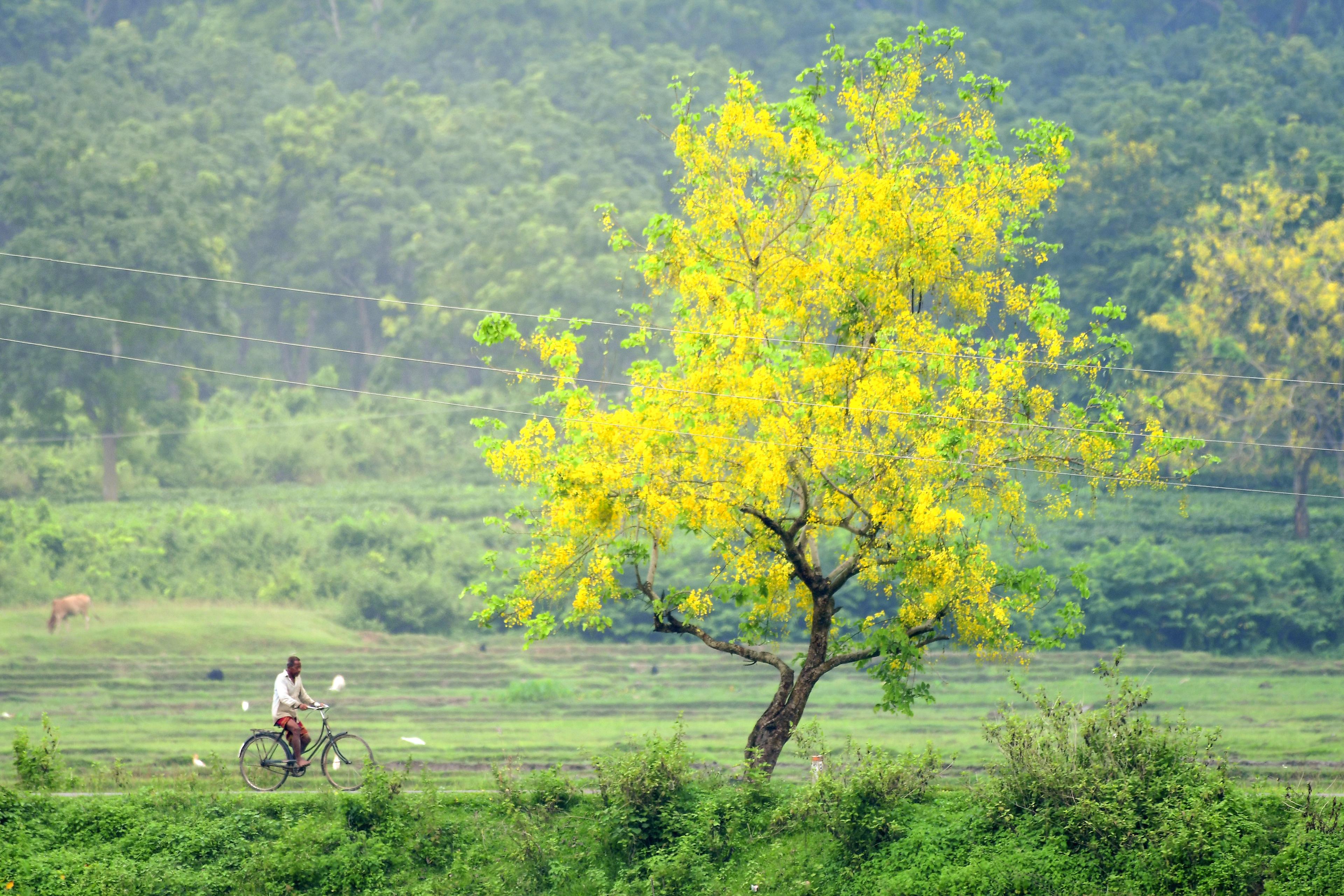 जिन इलाकों में लगे होते हैं खूब सारे पेड़, वहां बुजुर्ग आबादी रहती है डिप्रेशन से कोसों दूर: स्टडी में खुलासा
