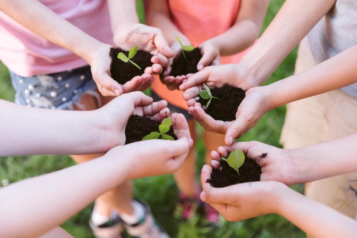 tree plantation in schools,