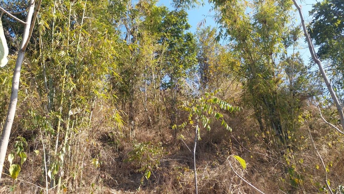 पंजाब मंत्रिमंडल ने 'ग्रीन कवर' बनाए रखने के विधेयक को मंजूरी दी